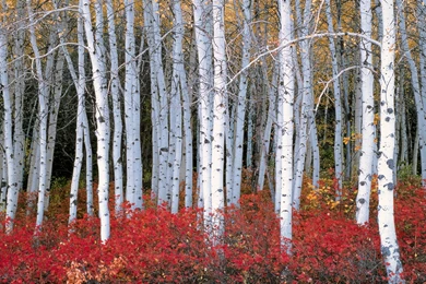 Forest Birch White And Red Nature