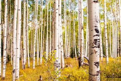 Large White Birch Forest Trees Nature Wallpapers Living Room ...