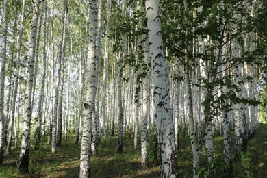 White Birch Tree Forest Wallpapers   (