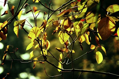 Michelle Branch Wallpapers