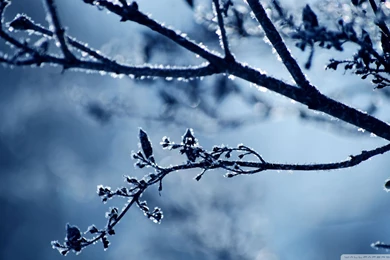 Download Frost Branch Wallpapers 1920x1080