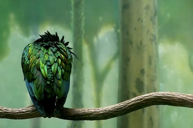Green Bird Branch Wallpapers Photo And Wallpaper. All Green Bird ...