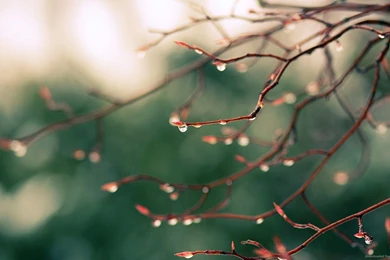 Download 1600x900 Water Drops On Tree Branch Wallpapers