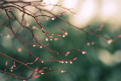 2560x1600 Tree Branch Desktop PC And Mac Wallpapers