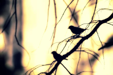 Nature branch tree birds winter photo wallpaper 2560x1600 ...