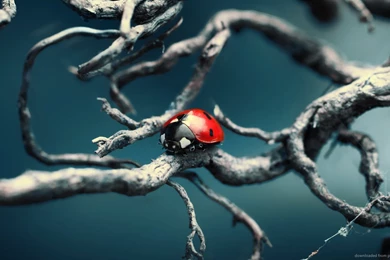 Download 1366x768 Ladybug On A Gnarled Branch Wallpapers