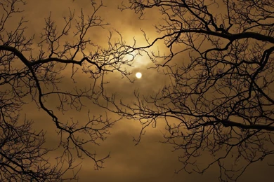 Nature Cloud Tree Sun Branch Wallpapers