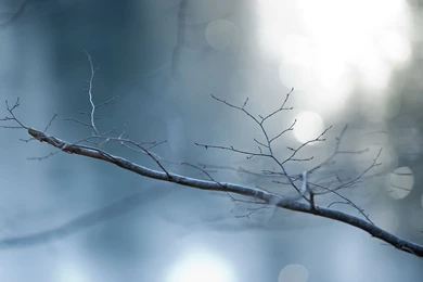 Photography   Page 235