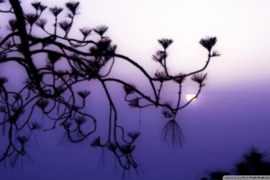 Tree Branch Silhouette At Dusk HD Desktop Wallpapers : High ...