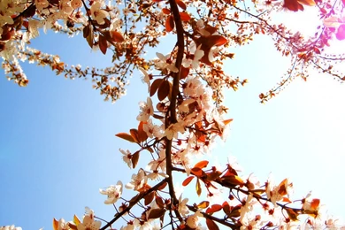 Download Blooming Branch Wallpapers 1920x1080