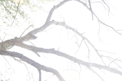 Index Of /myspace/images/wallpapers