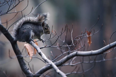 Squirrel on branch wallpaper 1920x1200   Magic4Walls.com