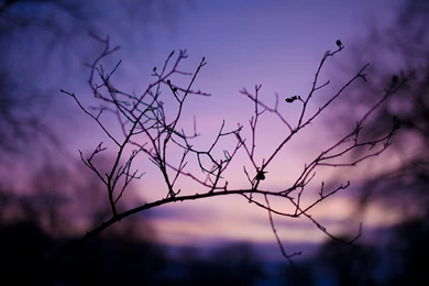 2560x1600 Branch, Evening, Photo, Macro, Background, Branches ...