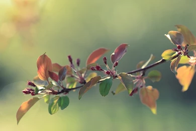 Awesome Branch HD Wallpapers Free Download