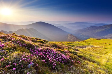 Nature Landscapes Mountains Hills Plants Flowers Grass Meadow ...