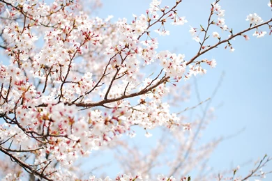 Cherry Blossom Tree Branch   Wallpaper.