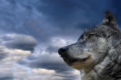 Download Wallpapers 3840x2160 Wolf, Muzzle, Dog, Sky, View ...