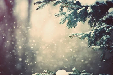 Snowy Fir Branch Wallpapers