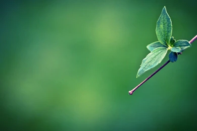 16604 Green Leaves On A Branch 1920x1080 Photography Wallpapers ...