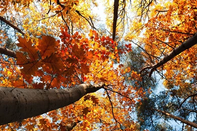 Forest Autumn, Trees, Yellow Leaves, Sky, View To Top Wallpapers ...
