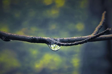 Free Wallpapers For Computers To Download: Animal By Free Download ...