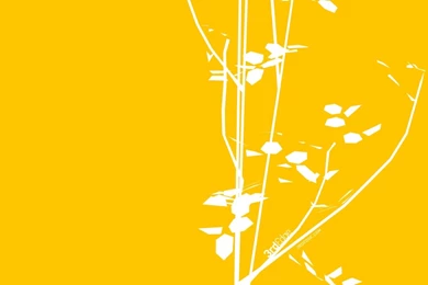 1280x800 White Branch Desktop PC And Mac Wallpapers