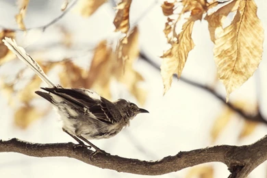 Mockingbird, Animals, Bird, Summer, Photo, Picture, Branch, Wallpapers