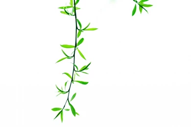 Green Leaves On Branch HD Desktop Wallpapers : High Definition ...