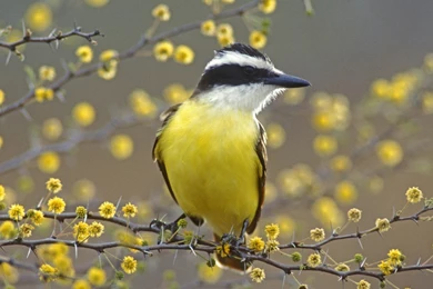 Free Wallpapers For Computers Yellow Bird On Branch Wallpapers ...