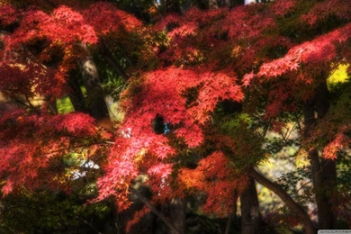 Gorgeous And Dreamy HD Desktop Wallpapers : High Definition ...