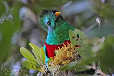 Resplendent Quetzals Play An Important Role In Mesoamerican ...
