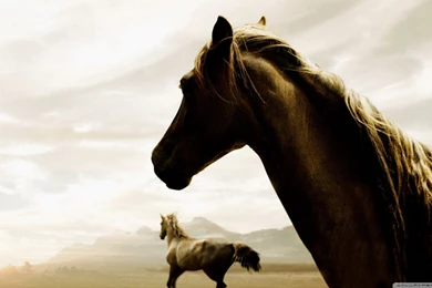 Horse HD Desktop Wallpapers : Widescreen : High Definition ...