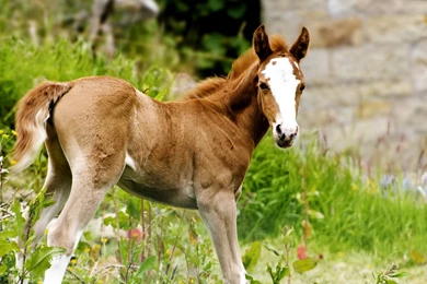 Horses Wallpapers [4]   (