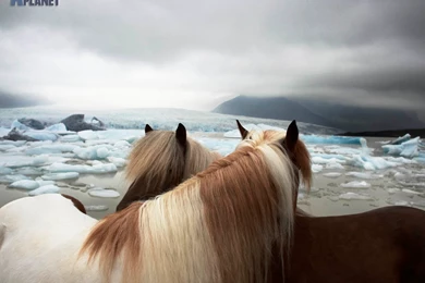 Download The Horses On Ice Wallpaper, Horses On Ice iPhone ...