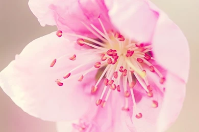 Pretty Pink Flower HD Desktop Wallpapers : High Definition ...