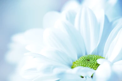 White Flower Backgrounds Wide Hd Wallpapers Wallpapers List