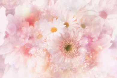 Web Image Gallery Of Flower Wallpaper.