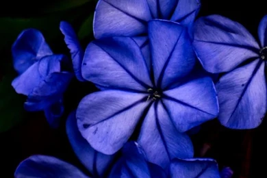 Blue Flowers. Collection Of Flower iPhone Wallpapers   Mobile9.com ...