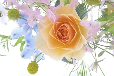 Amazing Funny Picture: FREE Flower Picture For Your Desktop Wallpapers