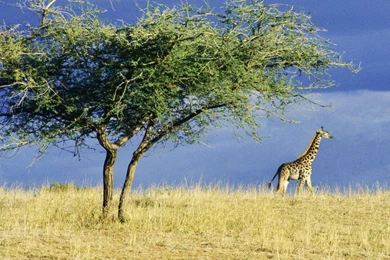Wallpaper, High, Resolution, Serengeti, Africa, Giraffe, Choice ...
