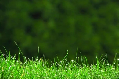 Free Motion Wallpapers For Android