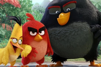 Angry Bird Wallpapers Wallpapers