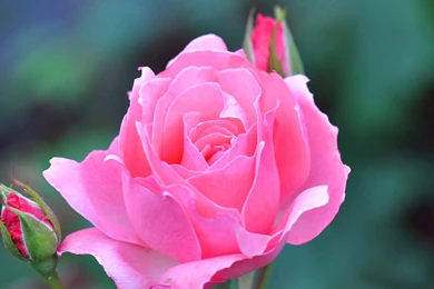 Flowers Wallpapers Download