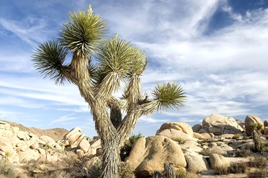 HD Picture Featured: Desert Cactus － Landscape Wallpapers   Free ...