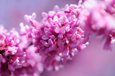 HD Lilac Purple Flower Ultra HD Wallpapers Full Size ...