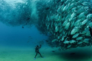Underwater World, Flock Of Fish Tuna (thunnus Thynnus) Desktop ...