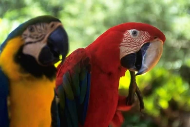 Parrot All Wallpaperparrot Wallpapers Animal Wallpapers Animal ...