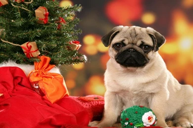 Exclusive Christmas Dog Wallpapers 1024×576