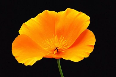 Exclusive Wallpapers On Beautiful Flowers The Flower Expert ...