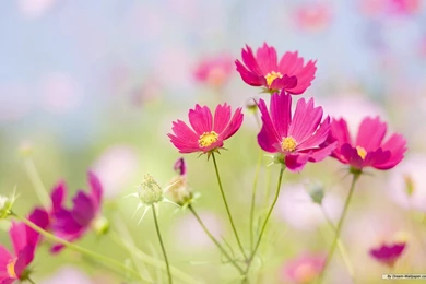Flowers Wallpapers Free,desktop Wallpapers